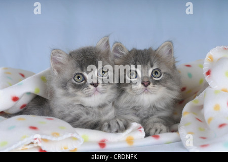 Two Persian kittens lying on a spotted blanket