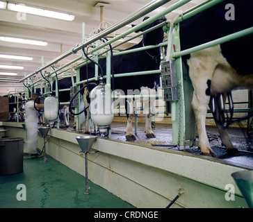 MILKING PARLOR IN MODERN DAIRY FARM / COLORADO Stock Photo