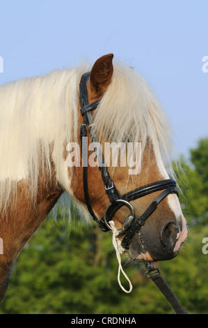 American Shetland Pony, portrait Stock Photo