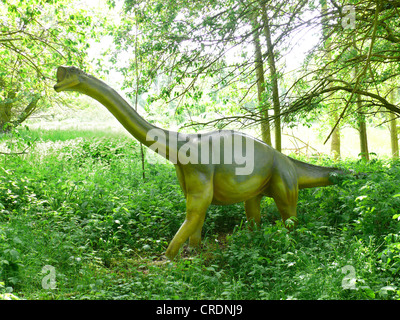 Europasaurus holgeri (Europasaurus holgeri), individual on a clearing ...