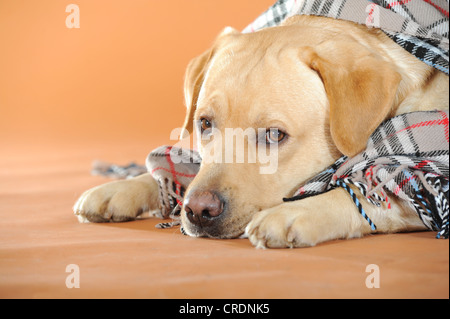 Yellow Labrador Retriever lying under a plaid blanket Stock Photo