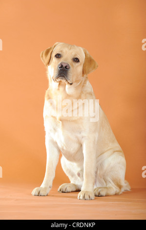 Yellow labrador retriever sitting on the front porch looking into the ...