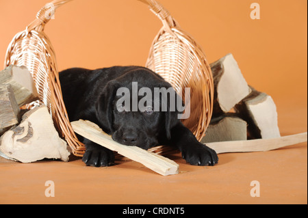 Black Labrador Retriever puppy lying between pieces of firewood Stock Photo