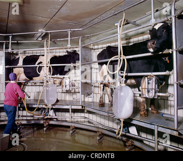 CAROUSEL MILKING PARLOR / PENNSYLVANIA Stock Photo, Royalty Free Image ...