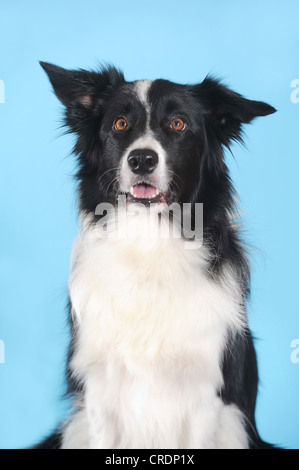 Border Collie, portrait, in front of turquoise Stock Photo