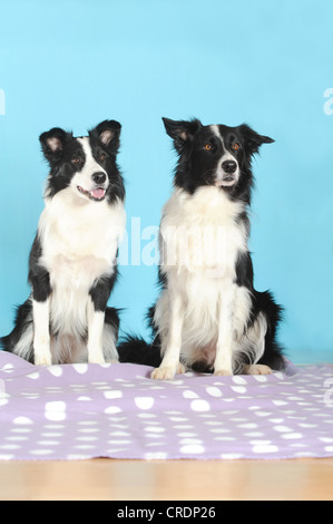 Two Border Collies sitting on a purple blanket in front of turquoise Stock Photo