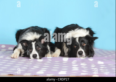 Two Border Collies lying on a purple blanket in front of turquoise Stock Photo