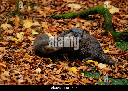 European river otter, European Otter, Eurasian Otter (Lutra lutra), adult with pup Stock Photo