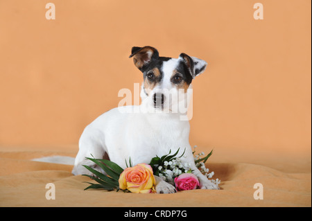 Parson Russell Terrier lying next to flowers Stock Photo