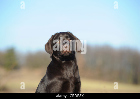 Chocolate Labrador Retriever puppy, portrait Stock Photo
