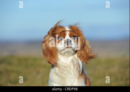 Cavalier King Charles Spaniel, Blenheim coloured, portrait in the wind Stock Photo