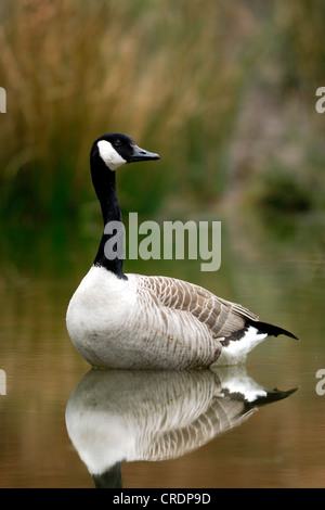 Canada goose (Branta canadensis), swimming Stock Photo