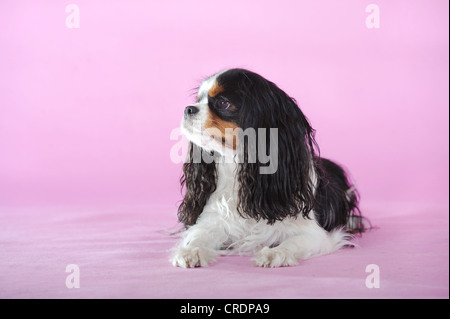 Cavalier King Charles Spaniel, tricolour, lying Stock Photo