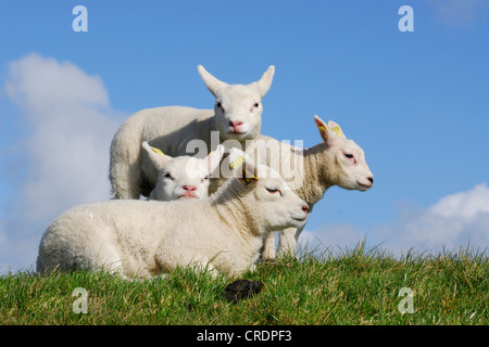 domestic sheep (Ovis ammon f. aries), four lambs, Netherlands, Texel Stock Photo