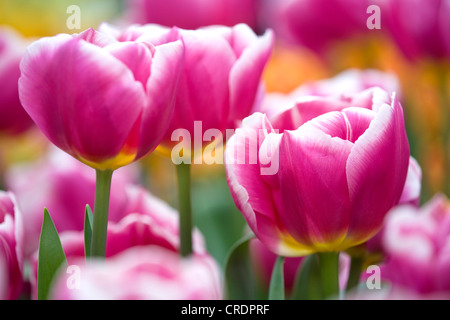 common garden tulip (Tulipa Triumph Cracker), flower, Netherlands, Suedholland, Keukenhof Stock Photo