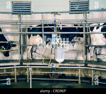 CAROUSEL MILKING PARLOR / PENNSYLVANIA Stock Photo - Alamy