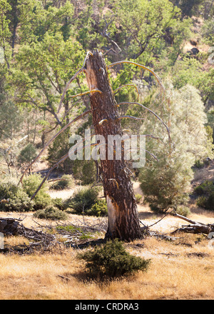 Broken tree trunk in the woods Stock Photo