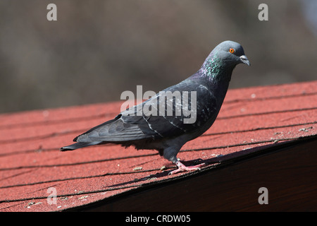 domestic pigeon (Columba livia f. domestica), on roof, Germany Stock Photo