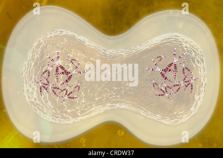 Mitosis or cell division, cell life cycle, illustration Stock Photo