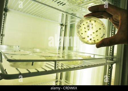 Scientist examining a specimen in a Petri dish Stock Photo