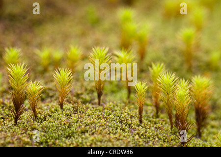 haircap moss, Hair moss; pidgeon weed, bird weed (Polytrichum piliferum), macro photo, Ireland, Kerrysdale, Gleninchaquin Park Stock Photo