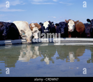 HEIFER CALVES DRINKING WATER FROM WATER TANK Stock Photo