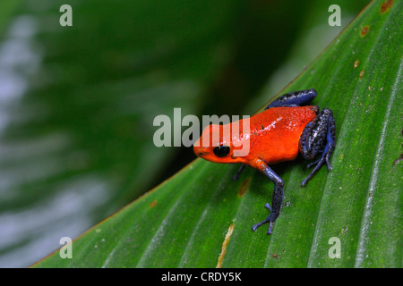 strawberry poison-arrrow frog, red-and-blue poison-arrow frog, flaming poison-arrow frog, Blue Jeans Poison Dart Frog (Dendrobates pumilio), sitting on a leaf, Costa Rica Stock Photo