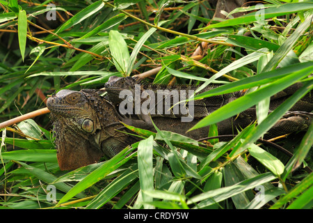 green iguana, common iguana (Iguana iguana), two individuals, Costa Rica Stock Photo