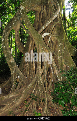 tree trunk in ther mountain rain forest, Costa Rica Stock Photo