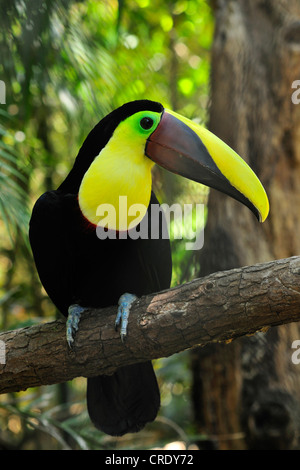 chestnut-mandibled toucan (Ramphastos swainsonii), sitting on a branch, Costa Rica Stock Photo