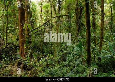 rain forest vegetation in a tropical cloud forest, Costa Rica, Monteverde Reservat Stock Photo