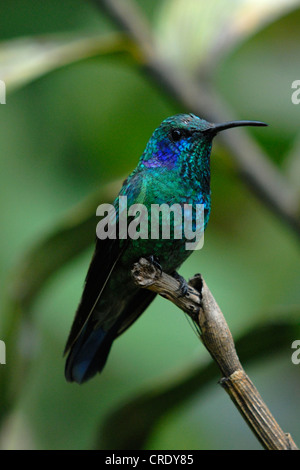 violet sabrewing (Campylopterus hemileucurus), sitting on a branch, Costa Rica, Monteverde Reservat