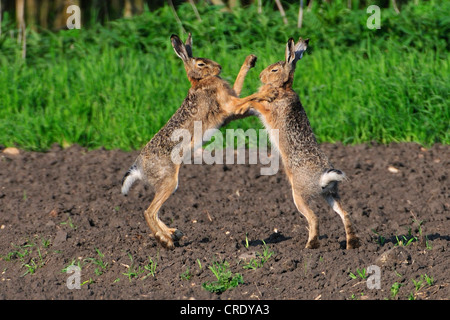 European hare (Lepus europaeus), boxing during the mating season, Austria, Neusiedler See Stock Photo