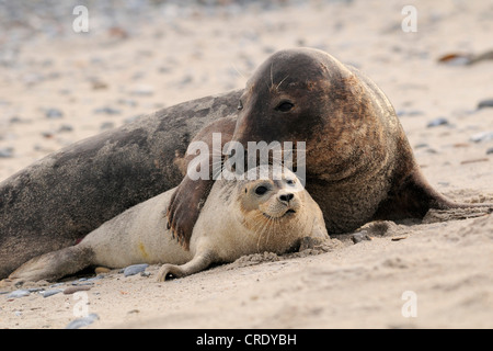 gray seal (Halichoerus grypus), male embracing a common seal, Phoca vitulina, Germany, Heligoland Stock Photo