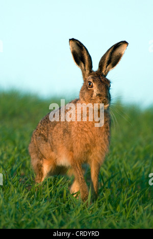 Cape hare, brown hare (Lepus capensis), on meadow, United Kingdom, Scotland, Islay Stock Photo