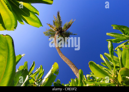 Coconut Palm (Cocos nucifera) on Anse Intendance, Mahe, Seychelles, Africa, Indian Ocean Stock Photo