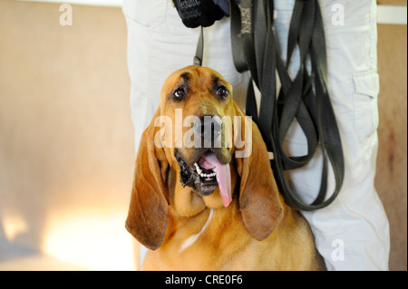 BLOODHOUND SEARCH AND RESCUE DOG Stock Photo