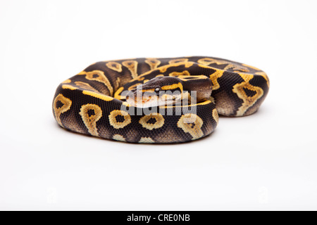 Royal Python (Python regius); Phantom Yellow Belly, female, Willi Obermayer reptile breeding, Austria Stock Photo