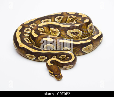 Royal Python (Python regius), Phantom Yellow Belly, female, Willi Obermayer reptile breeding, Austria Stock Photo