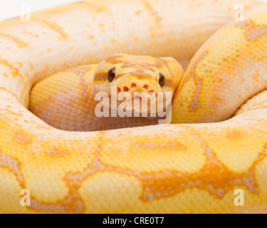 Royal Python (Python regius), Spider CG, male, Willi Obermayer reptile breeding, Austria Stock Photo