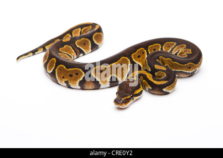 Royal python (Python regius), Black Head Double Het Albino Ghost, female, reptile breeder Willi Obermayer, Austria Stock Photo