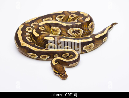 Royal python (Python regius), Phantom Yellow Belly, female, reptile breeder Willi Obermayer, Austria Stock Photo