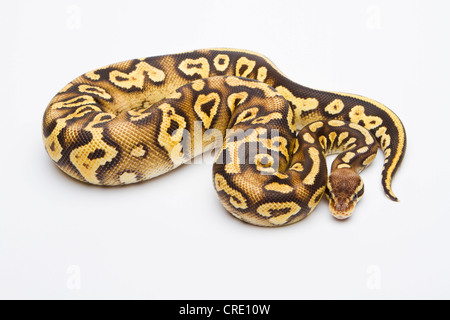 Royal python (Python regius), Pastel Phantom Yellow Belly, female, reptile breeder Willi Obermayer, Austria Stock Photo