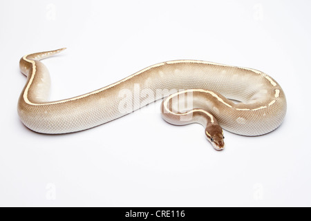 Royal Python (Python regius), Phantom Mojave Het Ghost, female, Willi ...