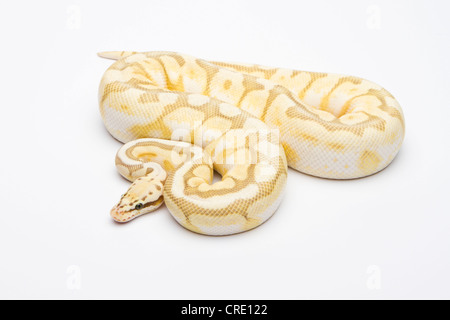 Royal Python (Python regius), Killer Bee Butter, male, Willi Obermayer ...