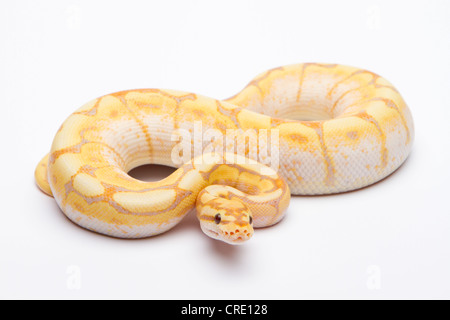 Royal python (Python regius), Spider CG, male, reptile breeder Willi Obermayer, Austria Stock Photo