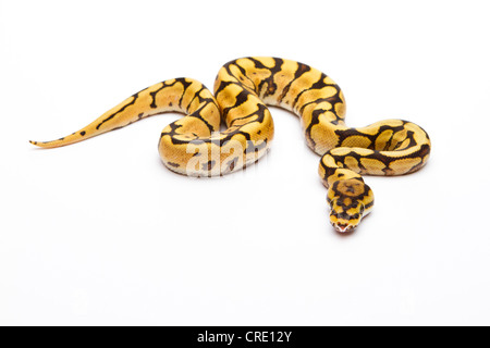 Royal python (Python regius) Spider Phantom Yellow Belly, male, reptile breeder Willi Obermayer, Austria Stock Photo