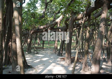 Aerial roots of the Great Banyan, a Banyan Fig (Ficus benghalensis), the world's largest fig tree, Acharya Jagadish Chandra Bose Stock Photo