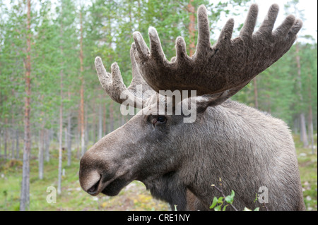Moose (Alces alces), 7-year-old bull moose with large antlers covered in velvet, portrait, Moose Park Stock Photo