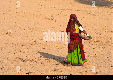 Elderly woman wearing a traditional Indian sari collecting dried camel dung in a bowl to use as fuel, Thar Desert, Rajasthan Stock Photo